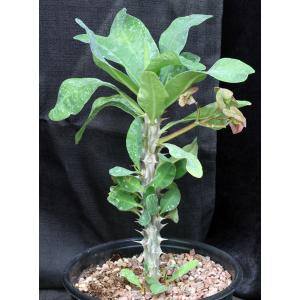 Euphorbia milii cv Thai Hybrid 2-gallon pots
